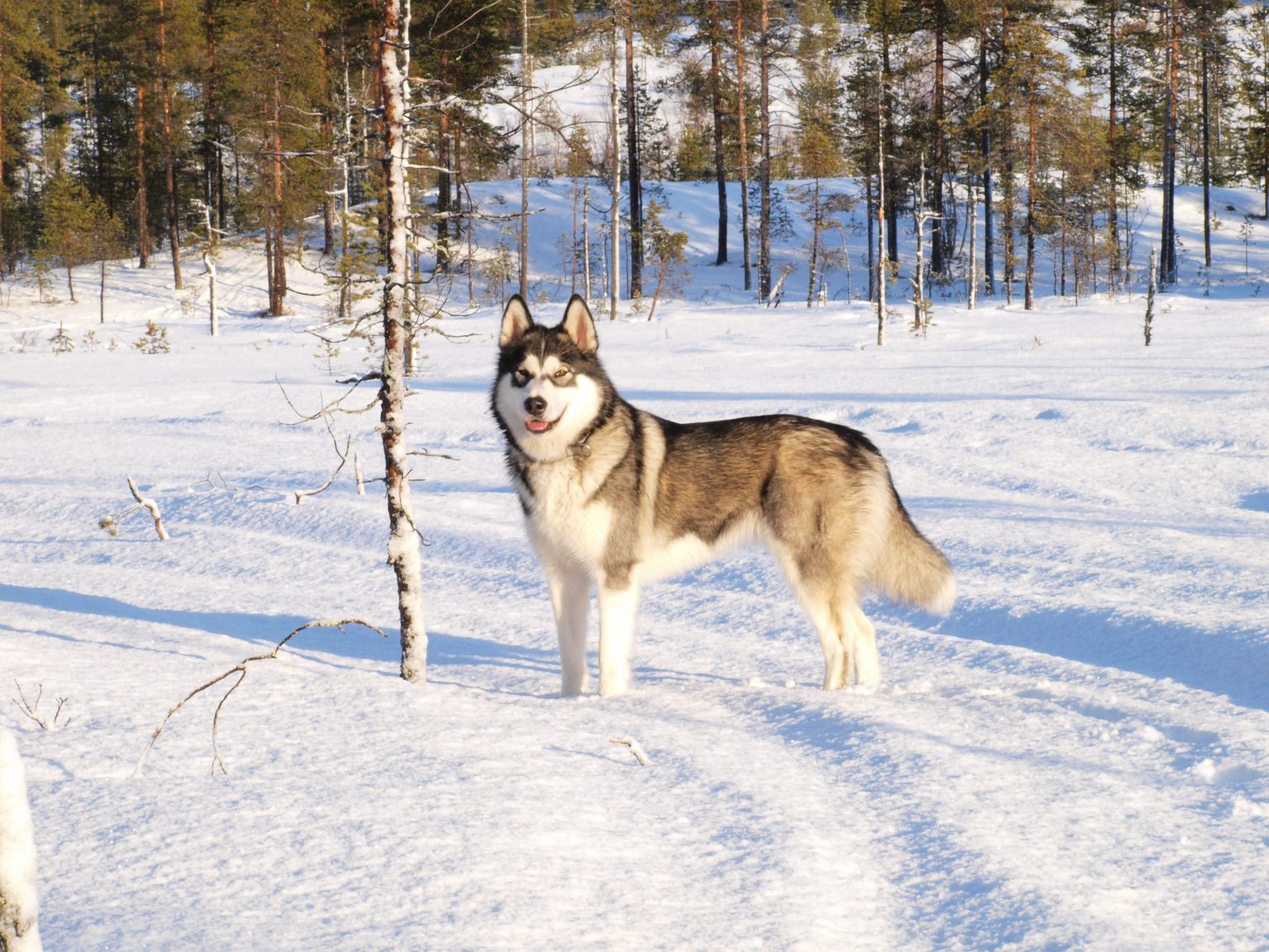 Yvy Schweden 2020