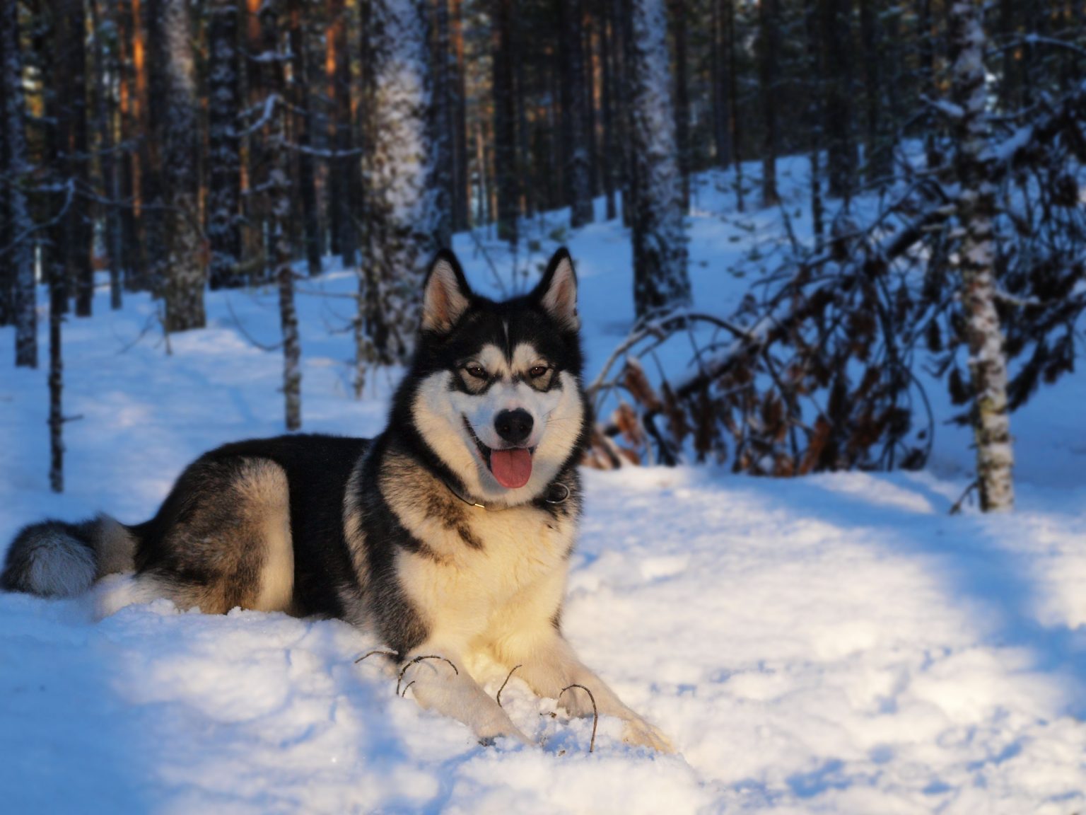 Yvy im Wald